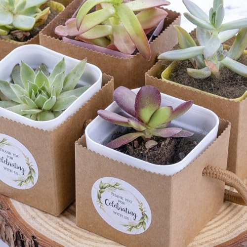 Ucnemous Succulent Wrap Bags with Thank You Stickers 40pcs